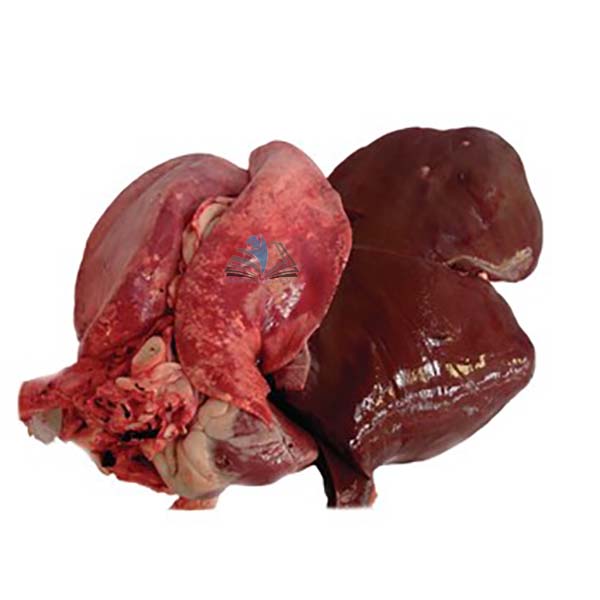 Sheep Pluck, Full (Halal)
