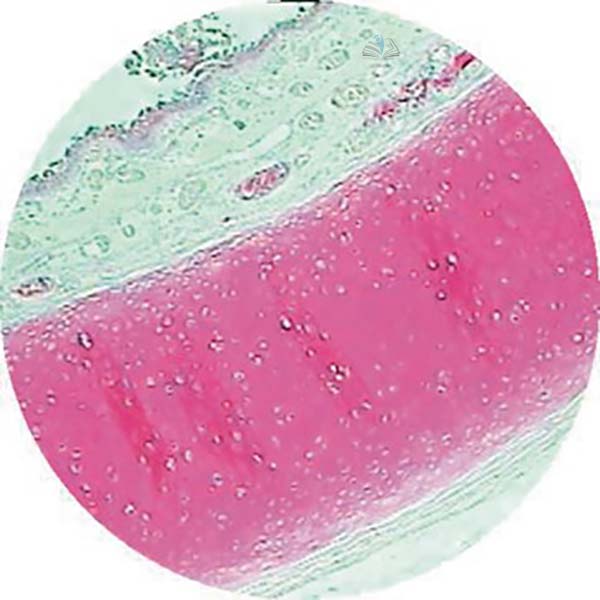 Prepared Microscope Slide - Lung: Thin Section T.S.