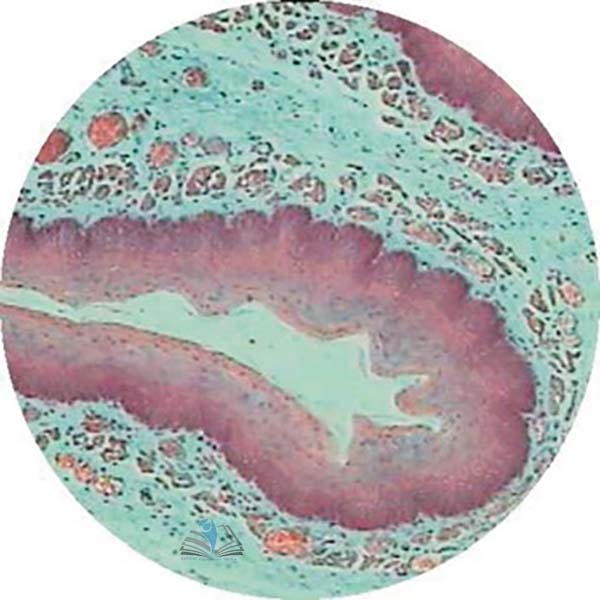 Prepared Microscope Slide - Fundic Stomach T.S.