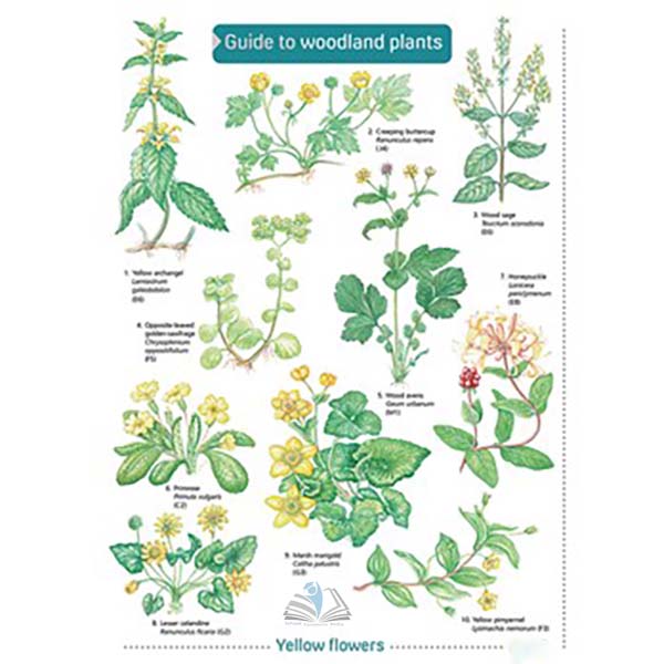 Guide to Woodland Plants