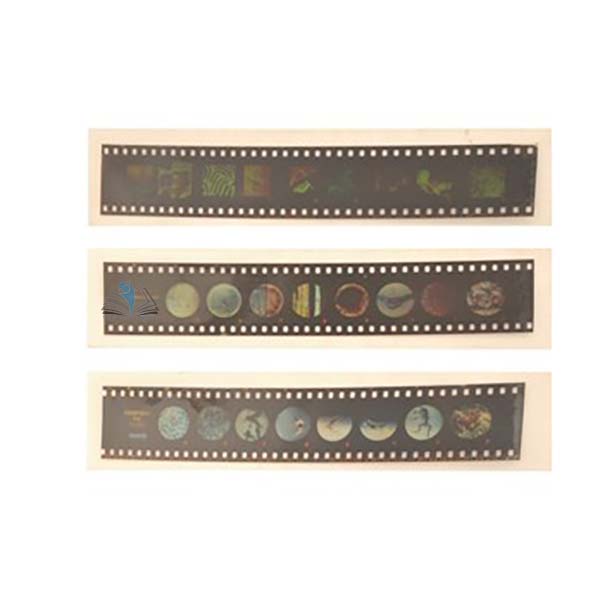 Micro Slide Set - Cells of Your Body