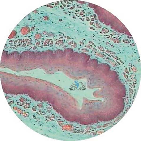 Prepared Microscope Slide - Cardiac Stomach T.S.