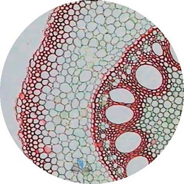 Prepared Microscope Slide - Onion (Allium) Root Tip Squash (Mitosis, Metaphase)