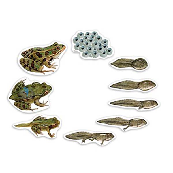 Giant Magnetic Frog Life Cycle