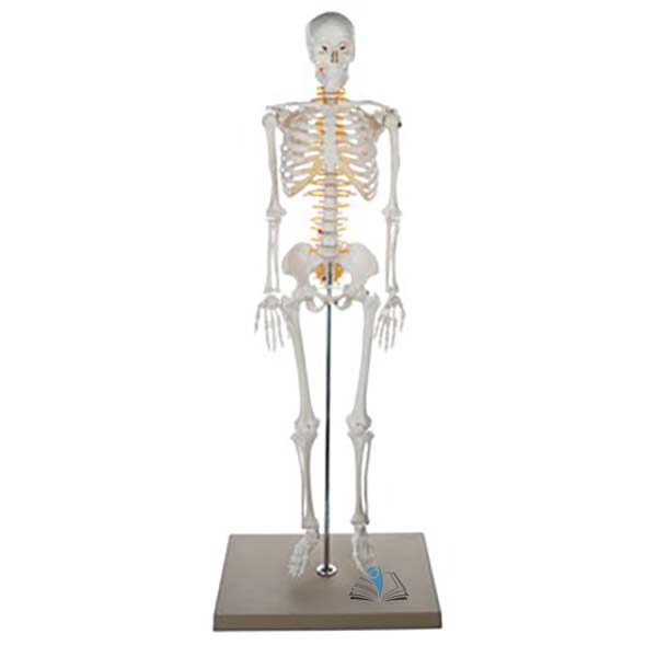 Half Size Skeleton