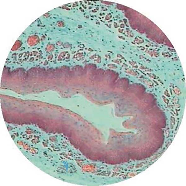 Prepared Microscope Slide - Stomach for Mucous, Parietal and Chief Cells