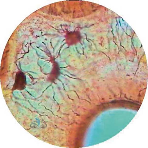 Prepared Microscope Slide - Tendon White Fibrous Connective Tissue L.S.