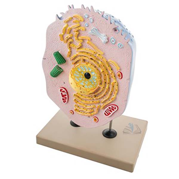 Animal Cell Model