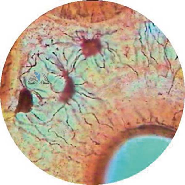 Prepared Microscope Slide - Oesophagus Stratified Squamous Epithelium T.S.