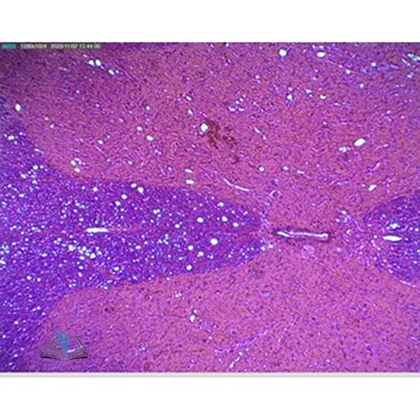 Prepared Microscope Slide - Spinal Cord T.S.