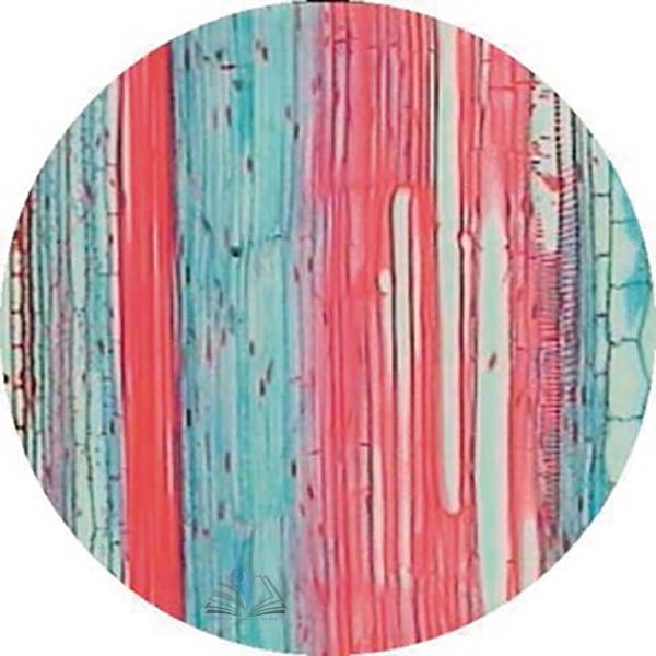 Prepared Microscope Slide - Sunflower (Helianthus) Young Primary Stem T.S.