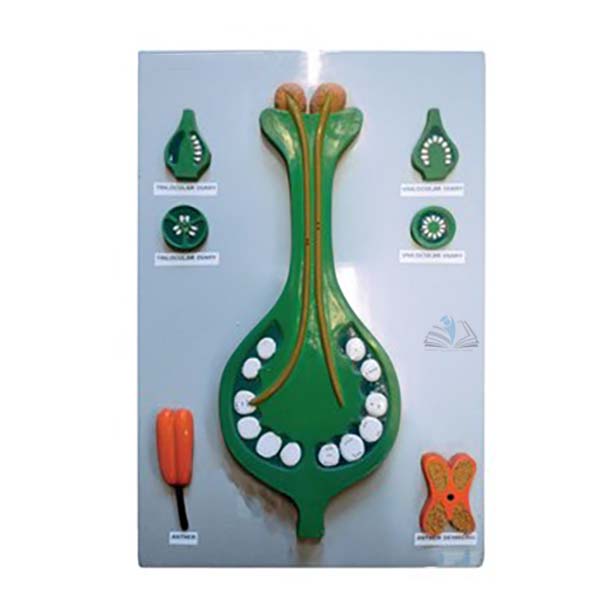 Pollination and Fertilisation Model