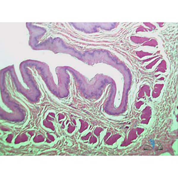 The Digestive Journey Slide Set