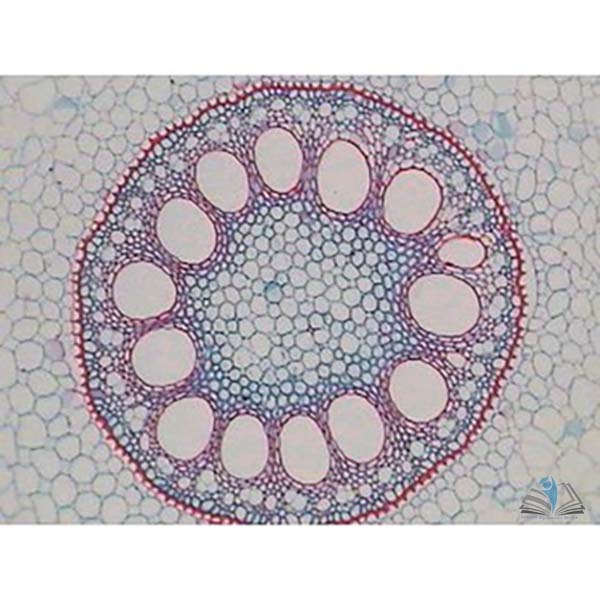 Monocot Plant Slide Set