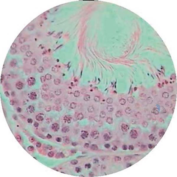 Prepared Microscope Slide - Rat (Rattus norvegicus) Testis for Spermatogenesis T.S.