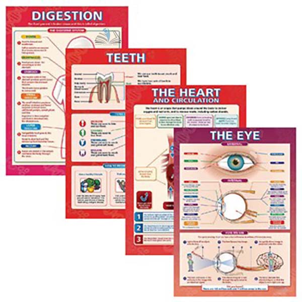 Body Organ Posters