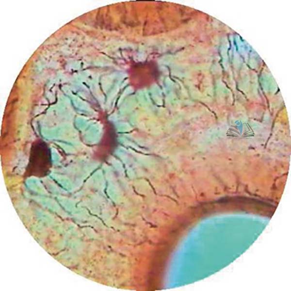 Prepared Microscope Slide - Intestine Simple Columnar Epithelium