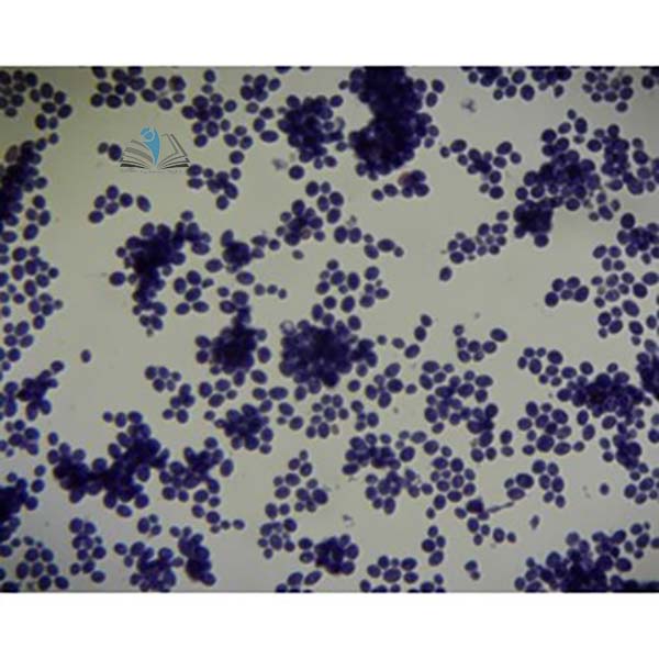 Basic Mycology Slide Set