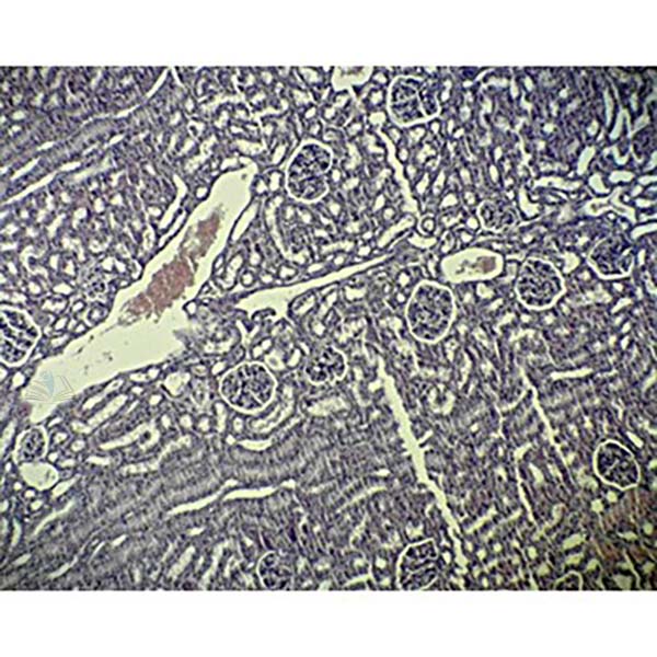 Prepared Microscope Slide - Kidney Thin Section V.S.