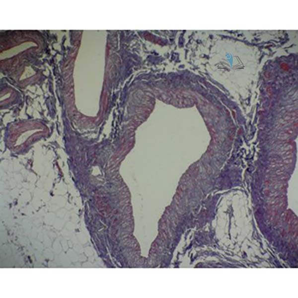 Basic Circulatory Slide Set
