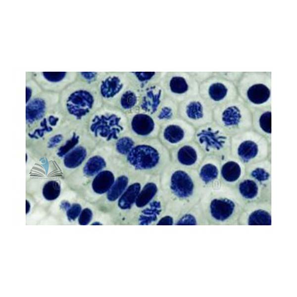 Prepared Microscope Slide Set - Mitosis and Meiosis Set 2