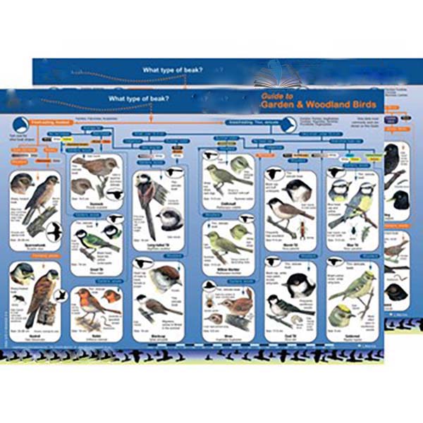 Identification Guide Common British Garden &amp; Woodland Birds