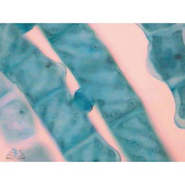 Prepared Microscope Slide - Chlamydomonas Vegetative Stages W.M.