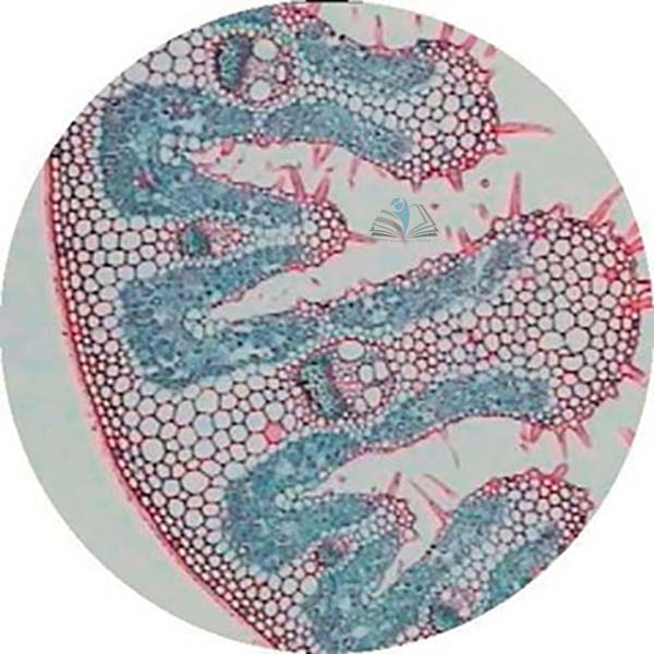 Prepared Microscope Slide - Leaf Comparison Slide, C3 and C4 Leaf T.S.