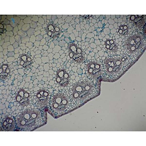 Prepared Microscope Slide - Monocot and Dicot Stem Comparison Slide T.S.