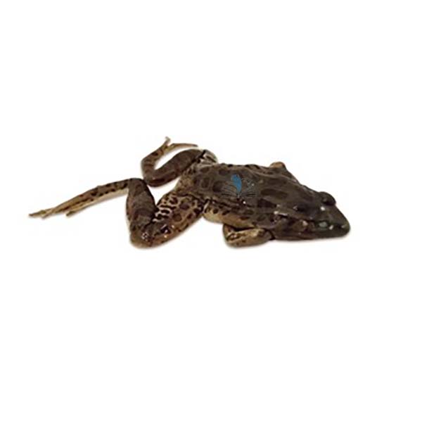 Preserved Frog Specimen