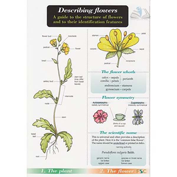 Guide to Describing Flowers