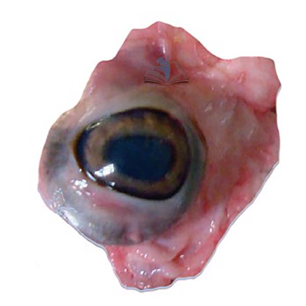 Sheep Eyes (Halal)