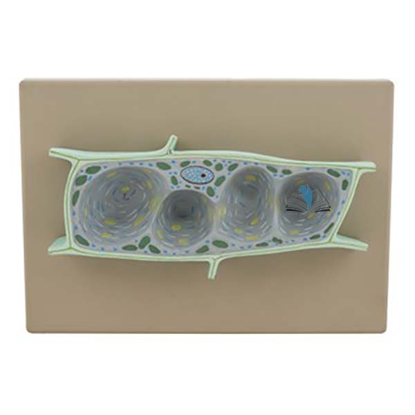 Plant Cell Model
