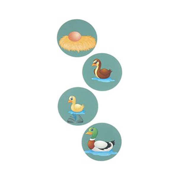 Bird Life Cycle