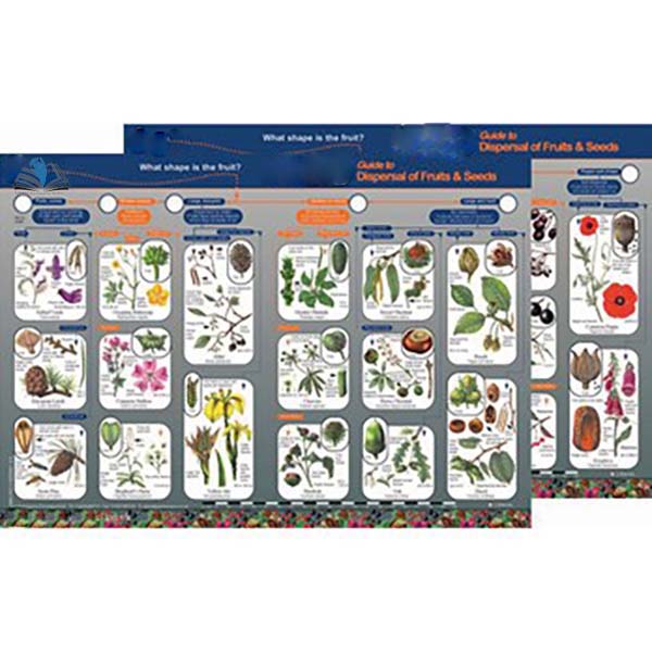 Identification Guide Dispersal of Fruits and Seeds