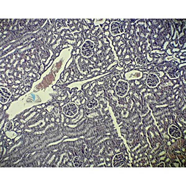 Basic Human Body Slide Set