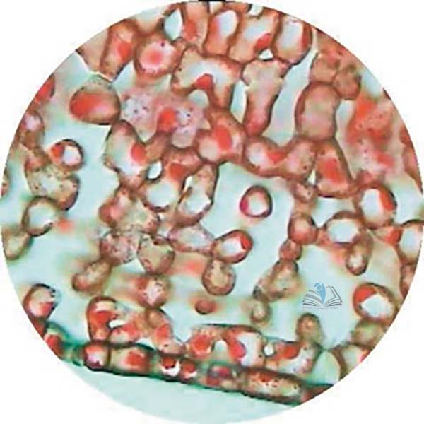 Prepared Microscope Slide - Impatiens Leaf T.S. and H.L.S.