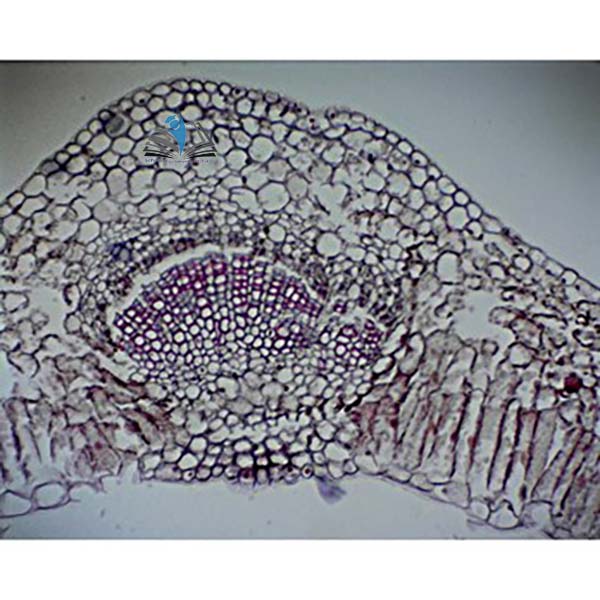 Basic Plant Slide Set