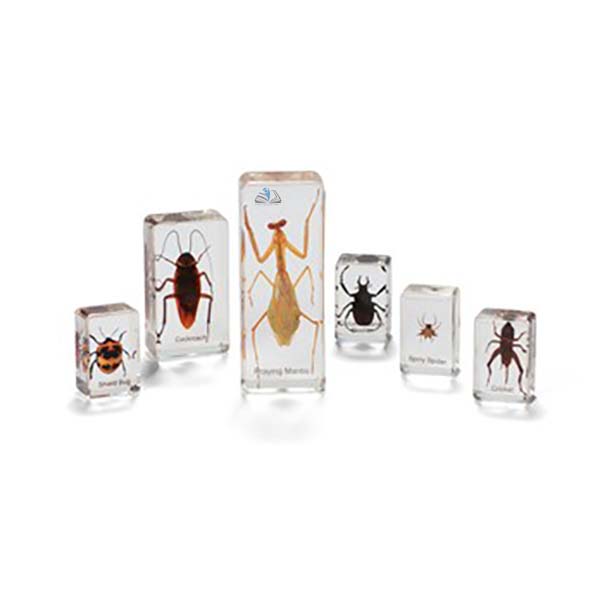 Insects And Spiders