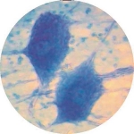 Prepared Microscope Slide - Peripheral Nerve T.S.