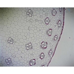 Prepared Microscope Slide - Maize (Zea) Stem T.S. and L.S.