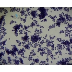 Basic Mycology Slide Set