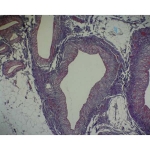 Basic Circulatory Slide Set