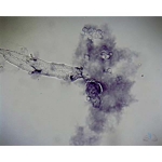Prepared Microscope Slide - Amoeba proteus W.M.