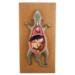 Rat Dissection Model