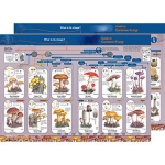 Identification Guide Common Fungi