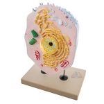 Animal Cell Model