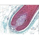 Prepared Microscope Slide - Human Skin Section