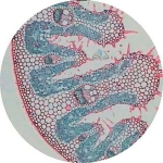 Prepared Microscope Slide - Leaf Comparison Slide, C3 and C4 Leaf T.S.