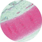 Prepared Microscope Slide - Human Lung
